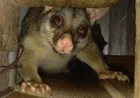 Possum Removal Melbourne image 1